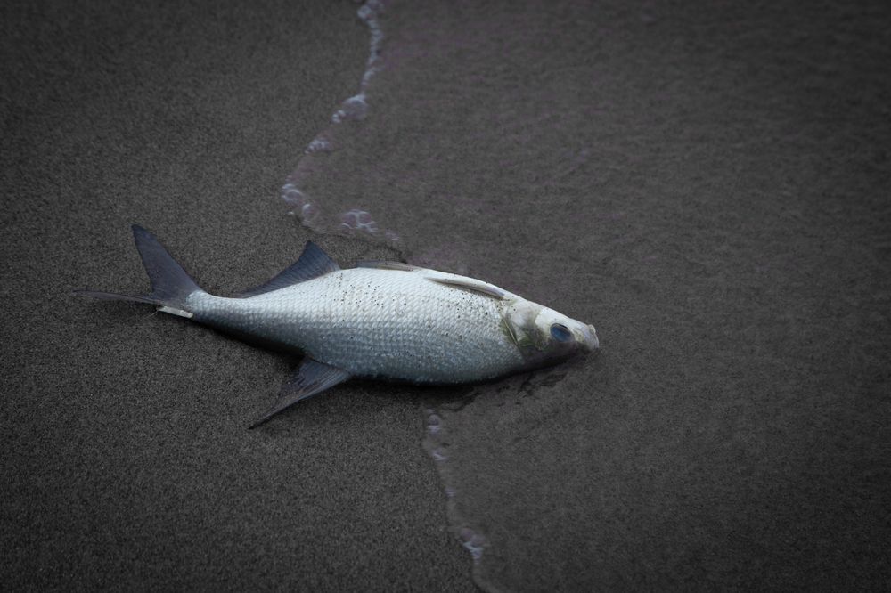 Photograph by Александр Мамойлов