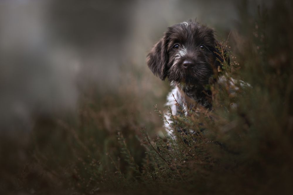 Photograph by Decoodt Els