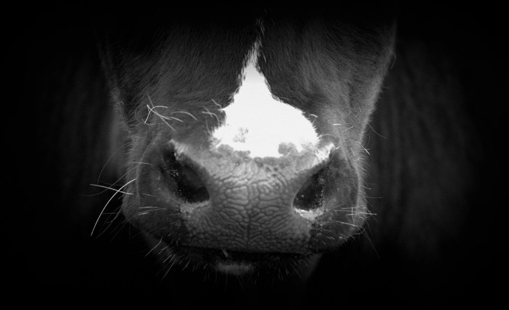 Photograph by Екатерина Филина