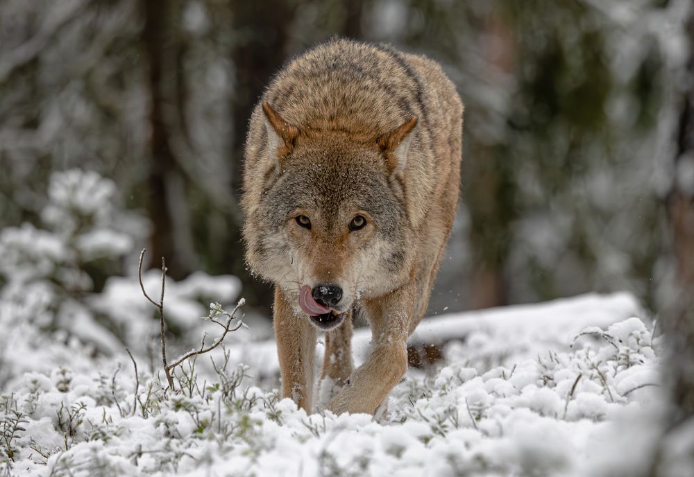 Что у нас на обед?