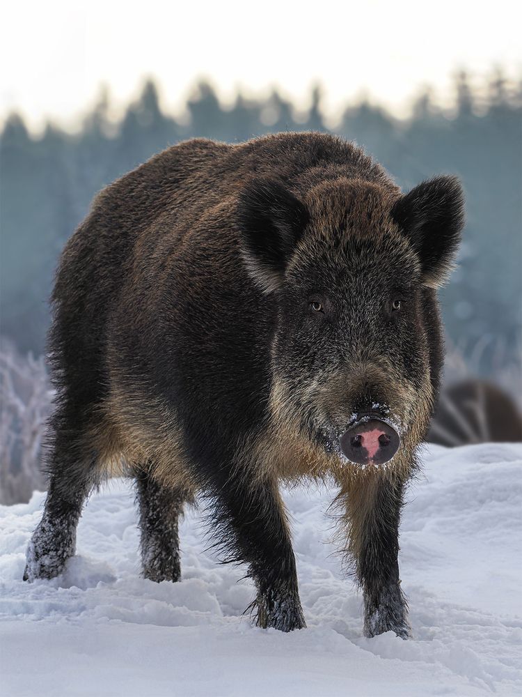 Photograph by Анжелика Титова