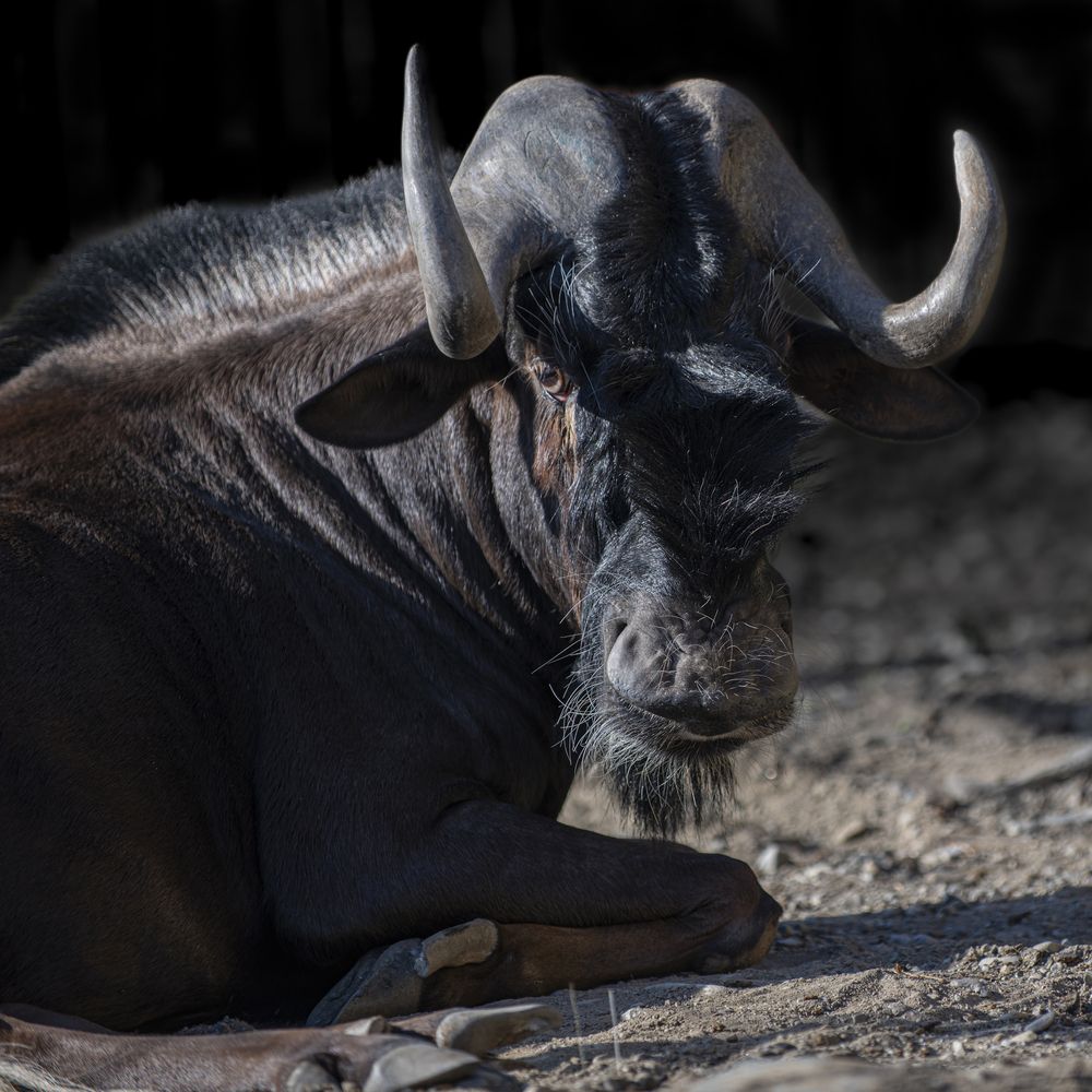 Белохвостый гну