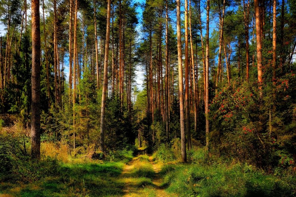 В сосновом бору