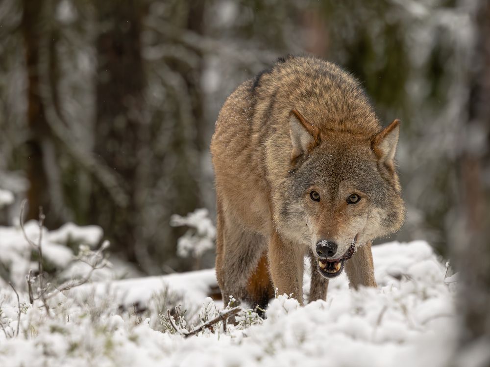Фотография автора Ольга Мисько
