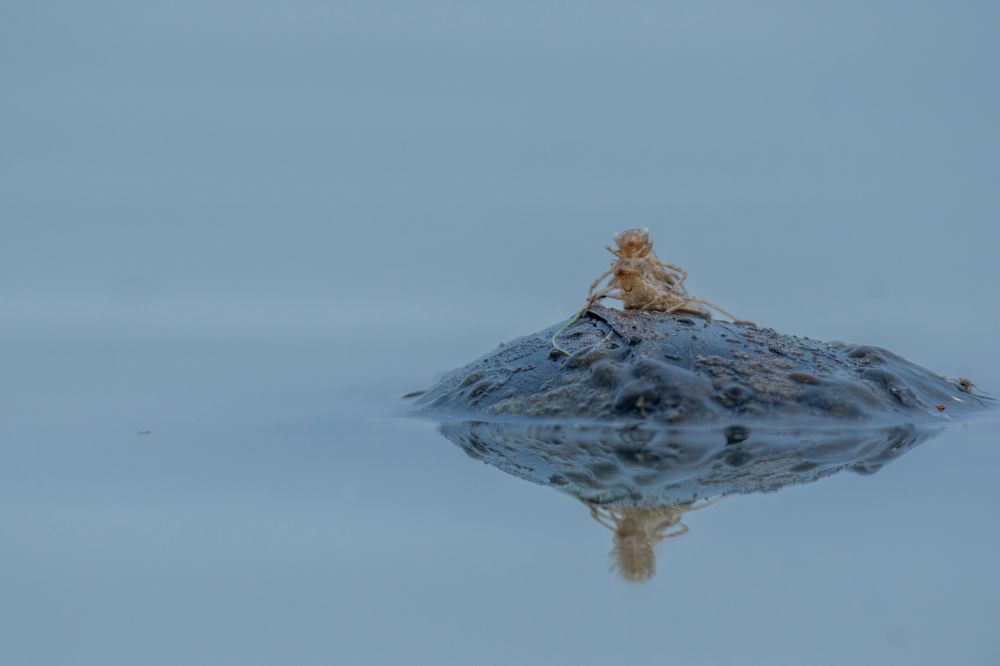 Photograph by Dr Manoj M Kumar