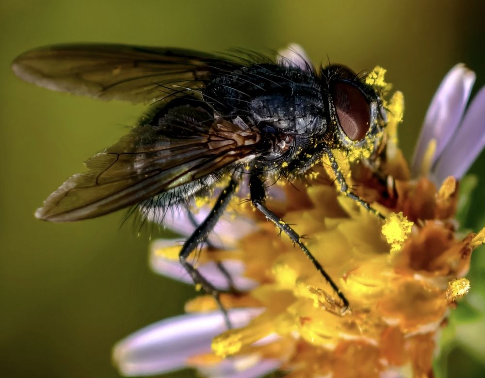 Мухи тоже опыляют