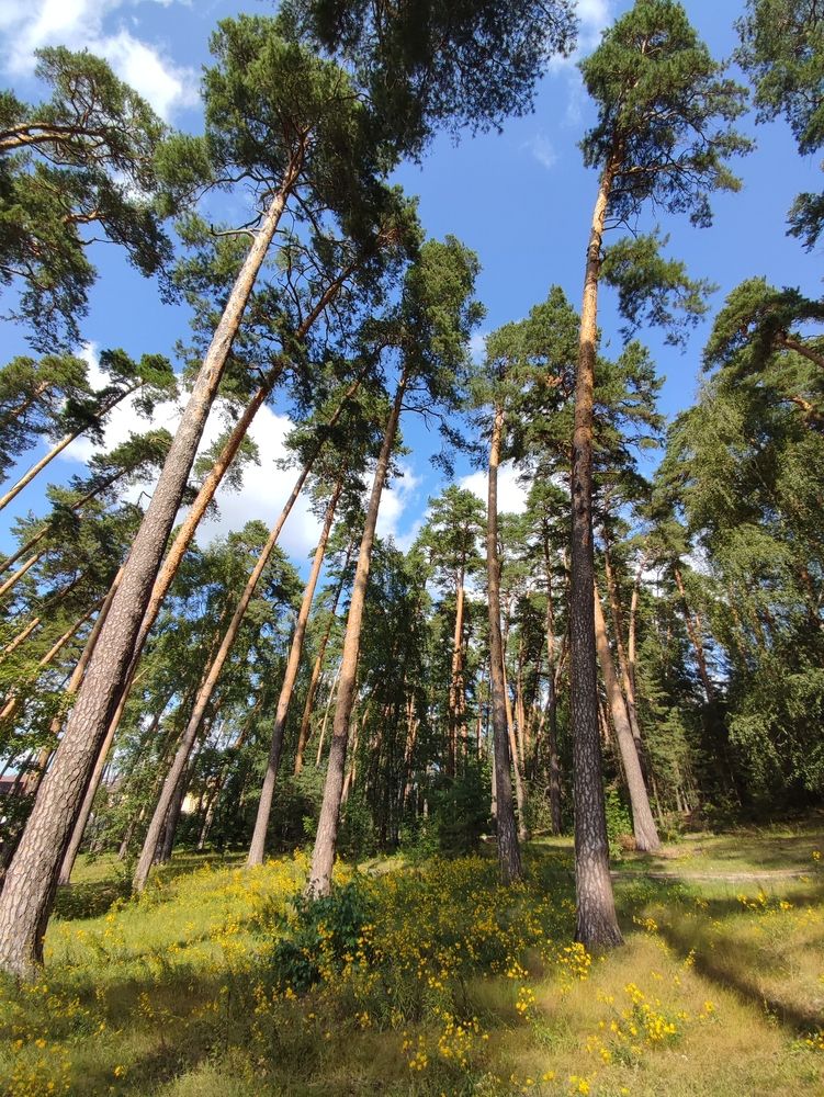 Photograph by Galina Novichkova