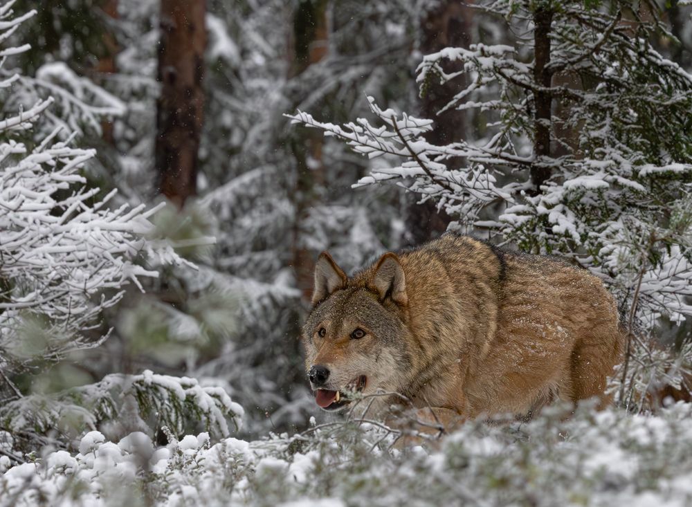 Фотография автора Ольга Мисько