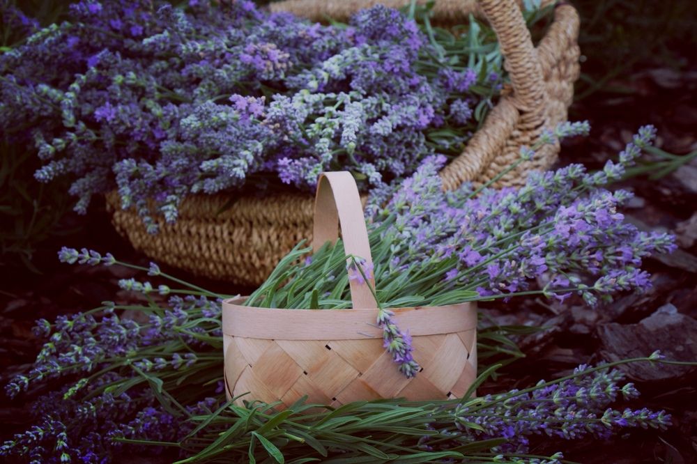 Фотография автора Ольга