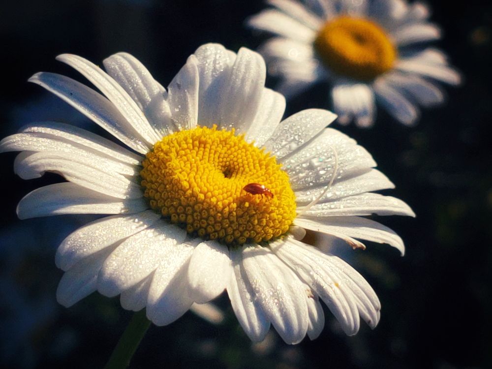 Photograph by Артем Харисов