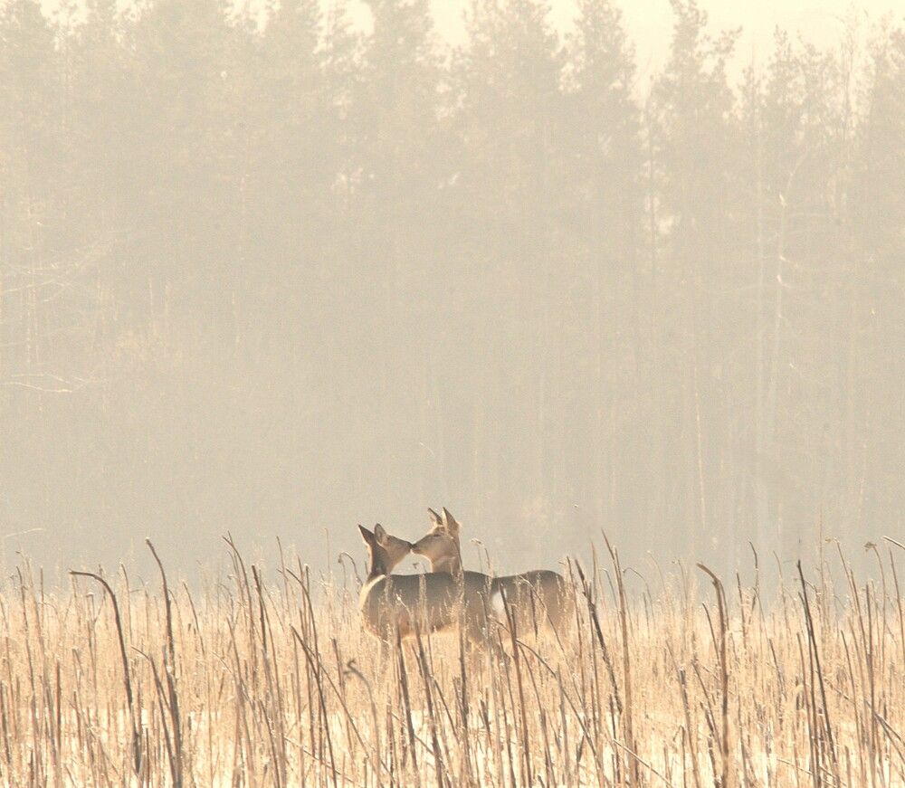 Фотография автора Татьяна Шебаршенко