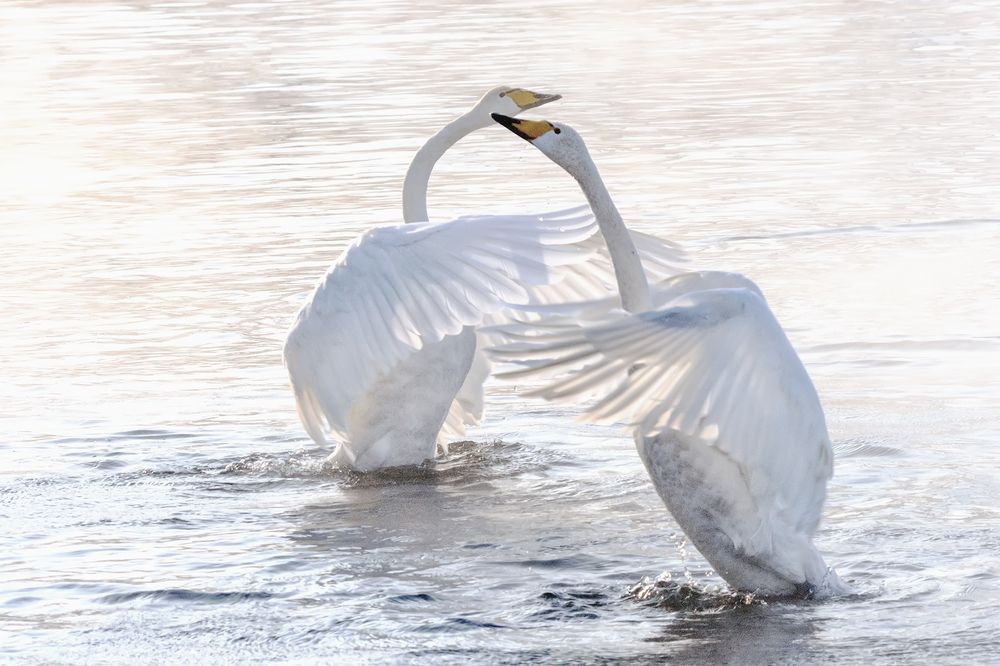 Лебединые танцы