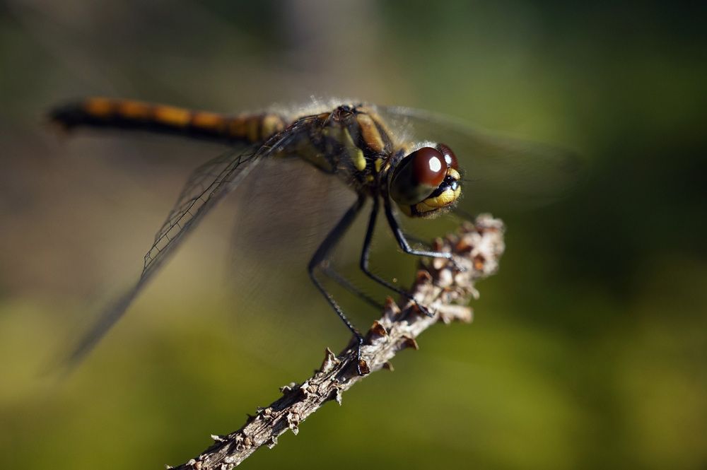 Photograph by Лена Максимкина