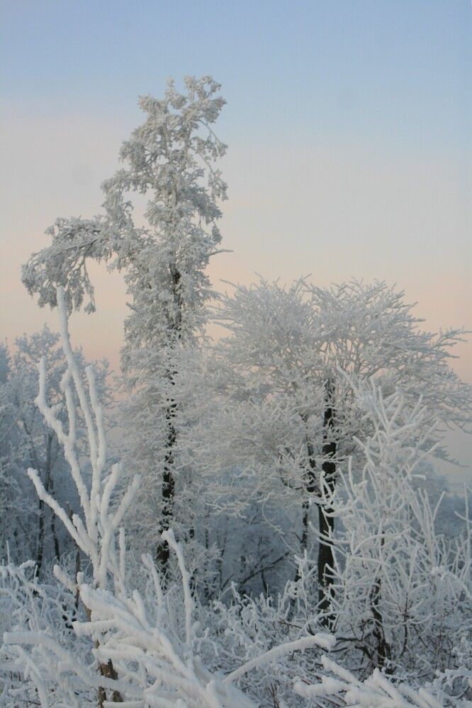 Фотография автора Татьяна Шебаршенко