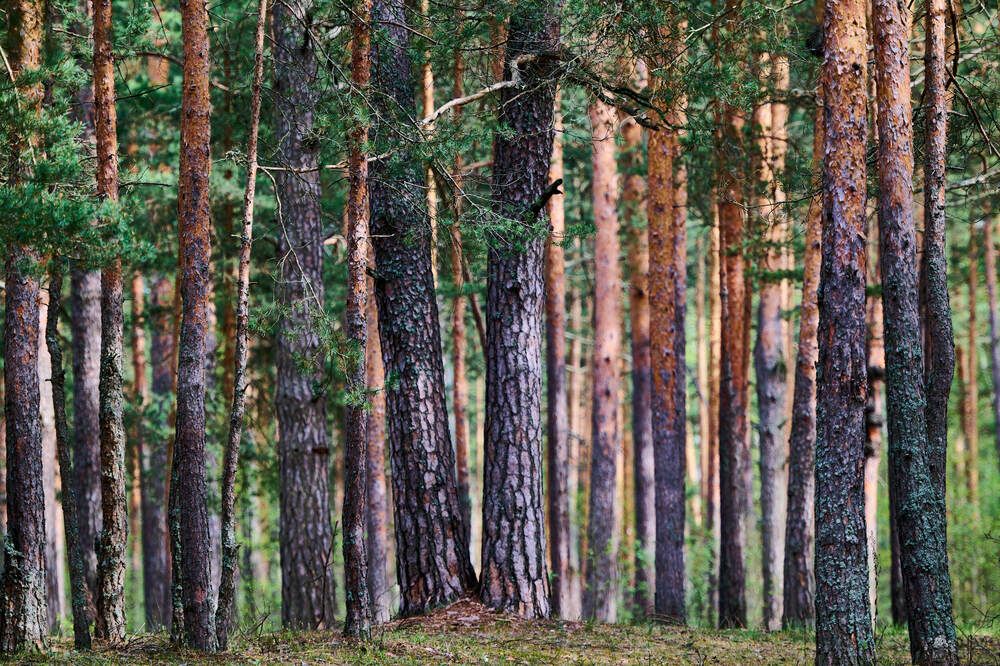 Photograph by Дмитрий Солодухин