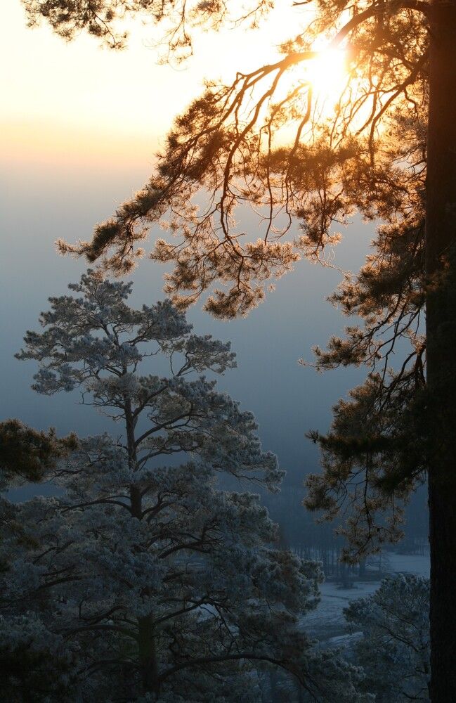 Фотография автора Татьяна Шебаршенко