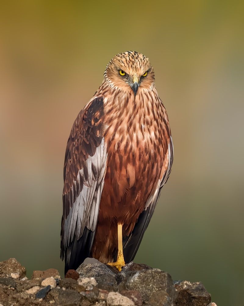 Photograph by Bidisha sharma