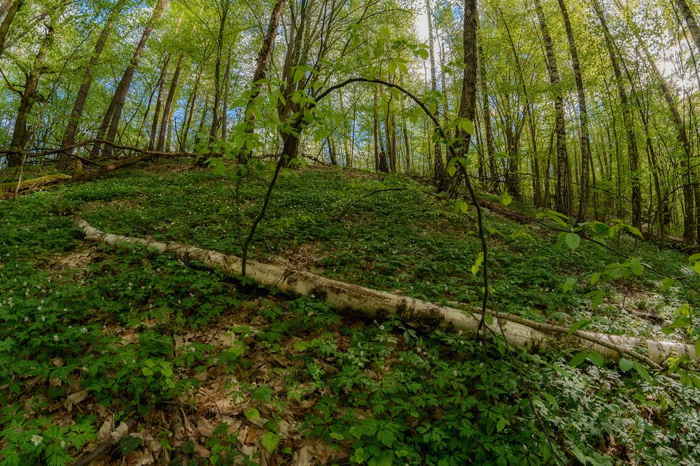 Photograph by Сергей Дишук