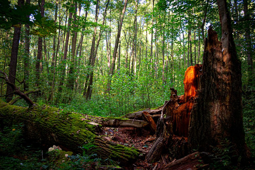 Photograph by Елена Барышева