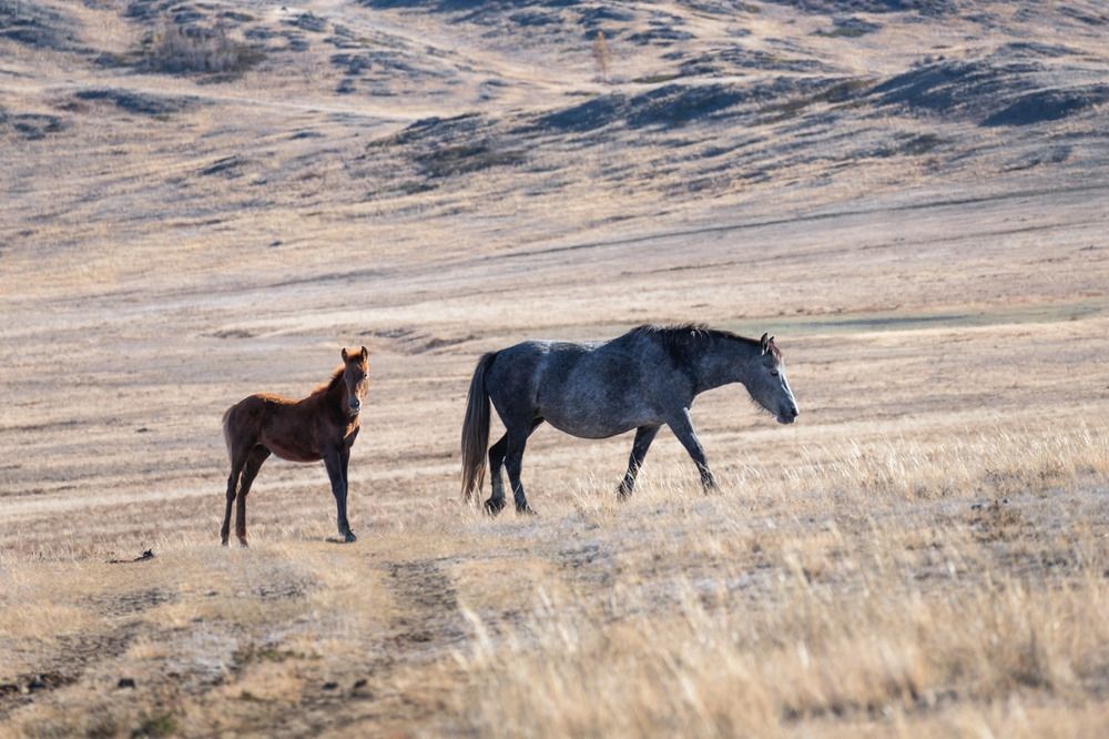 Дикие лошади в Горном Алтае.