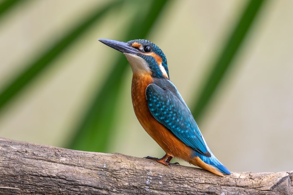 Семейка зимородков