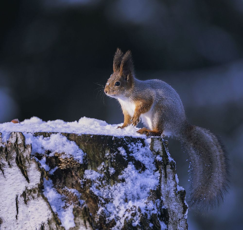 Беличий ребус