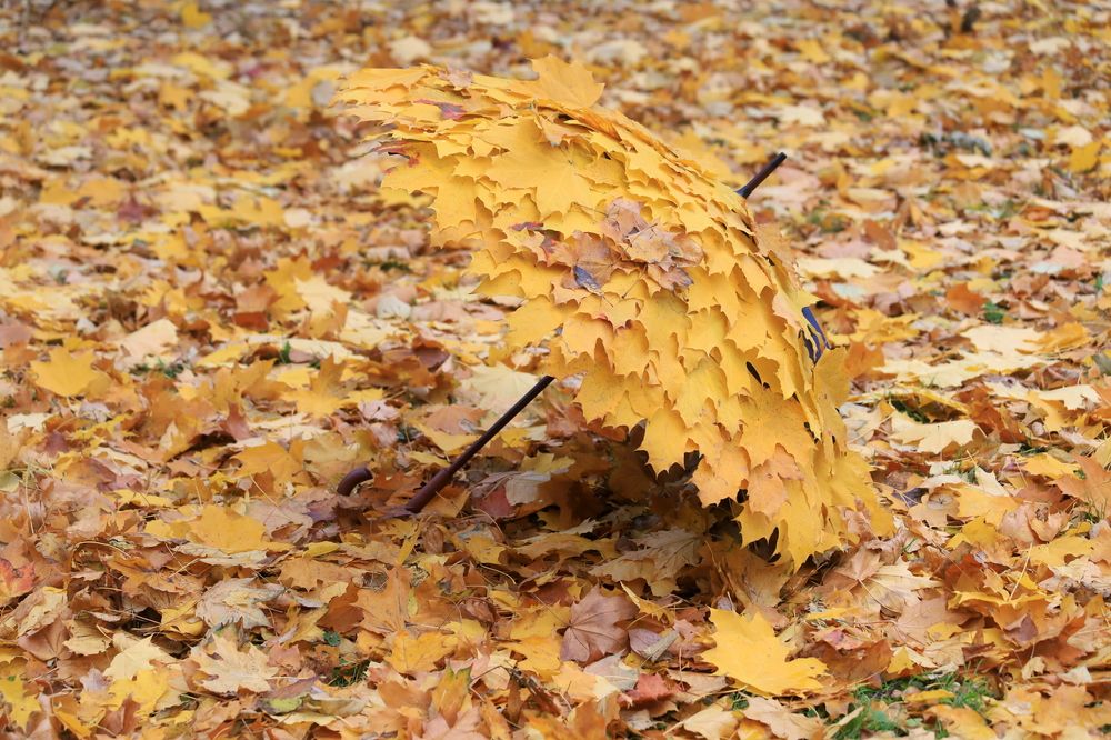 Photograph by елена