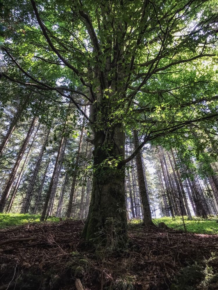 Фотография автора Наталия