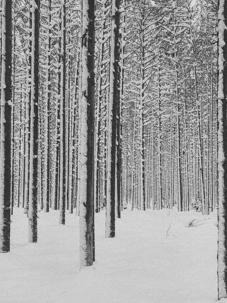 Photograph by Алёна Вороная