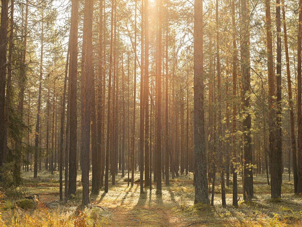 Photograph by Лактионов Анатолий