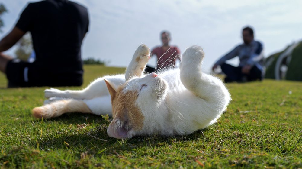 Фотография автора Sajeev Krishnan