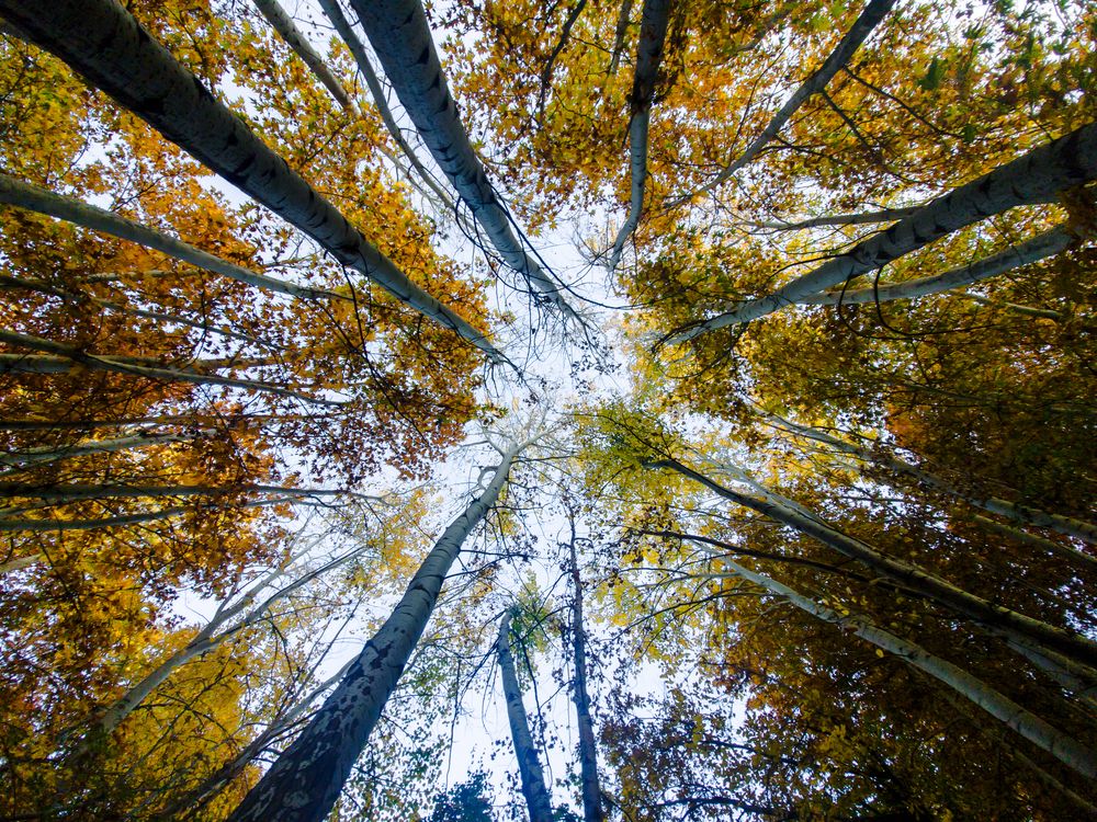 Фотография автора Mojtaba Gitinezhad