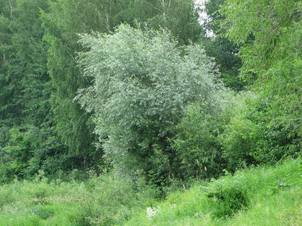 Photograph by Алексей Чурушкин