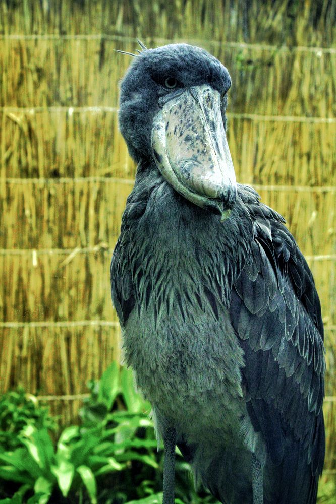 Фотография автора Татьяна Хуссейн