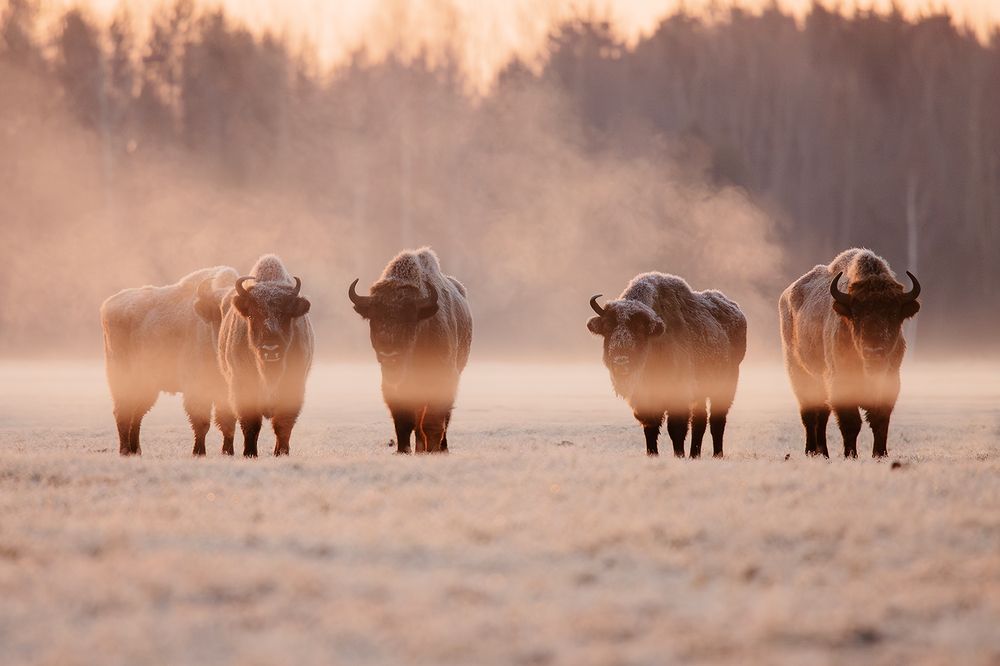 Photograph by Алёна Тиханович