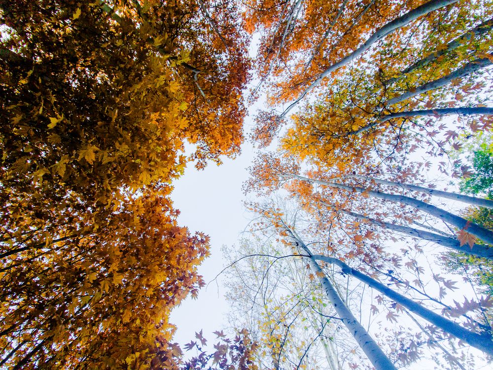 Фотография автора Mojtaba Gitinezhad