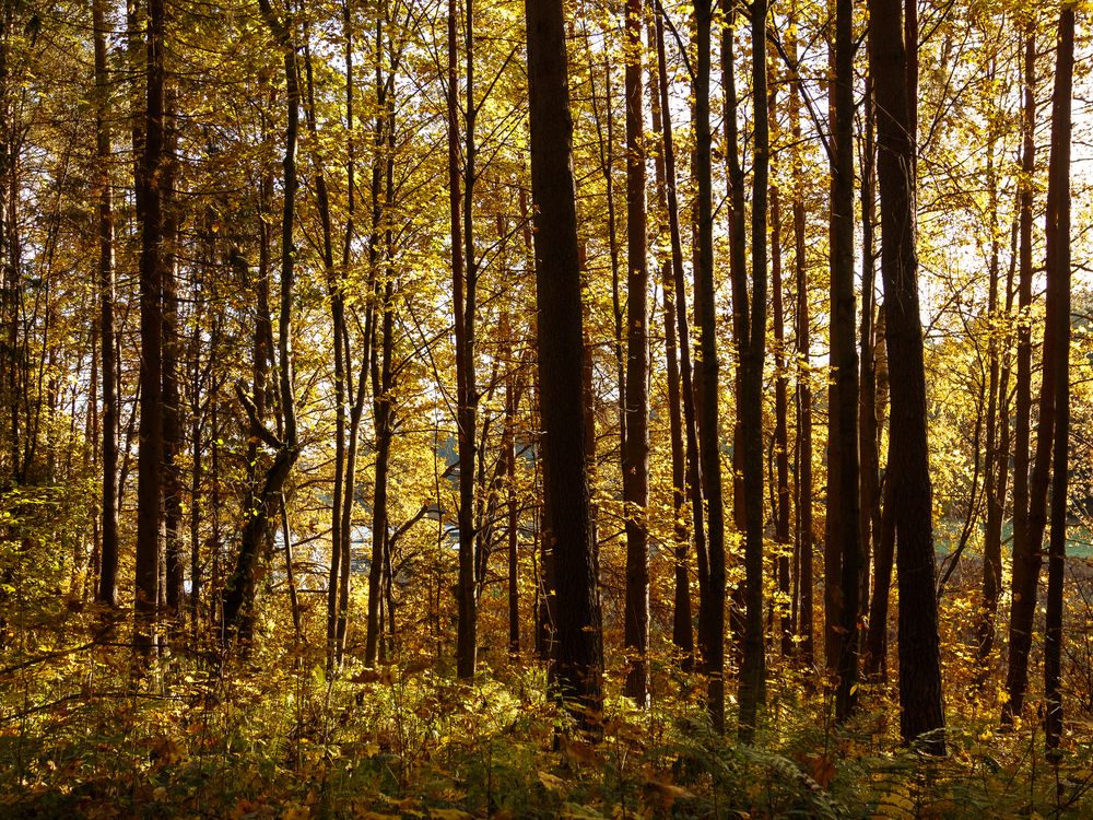 Photograph by Наталья Колеватова