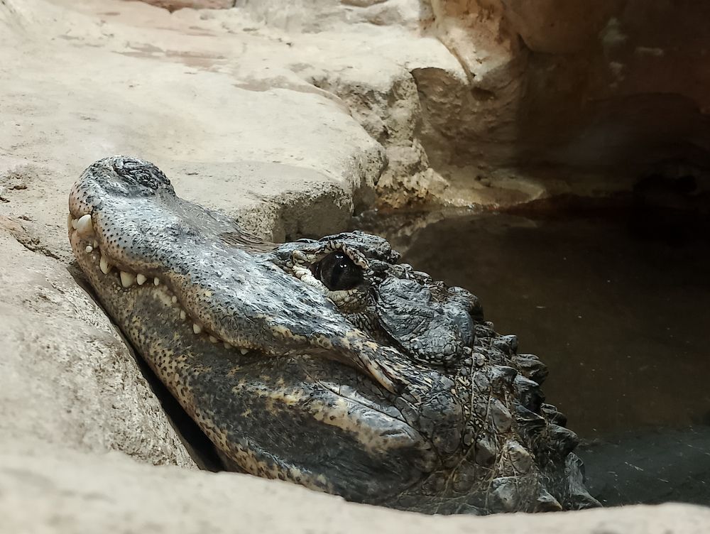 Фотография автора Татьяна Хуссейн