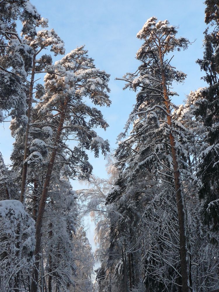 Photograph by Ляля Ильинская