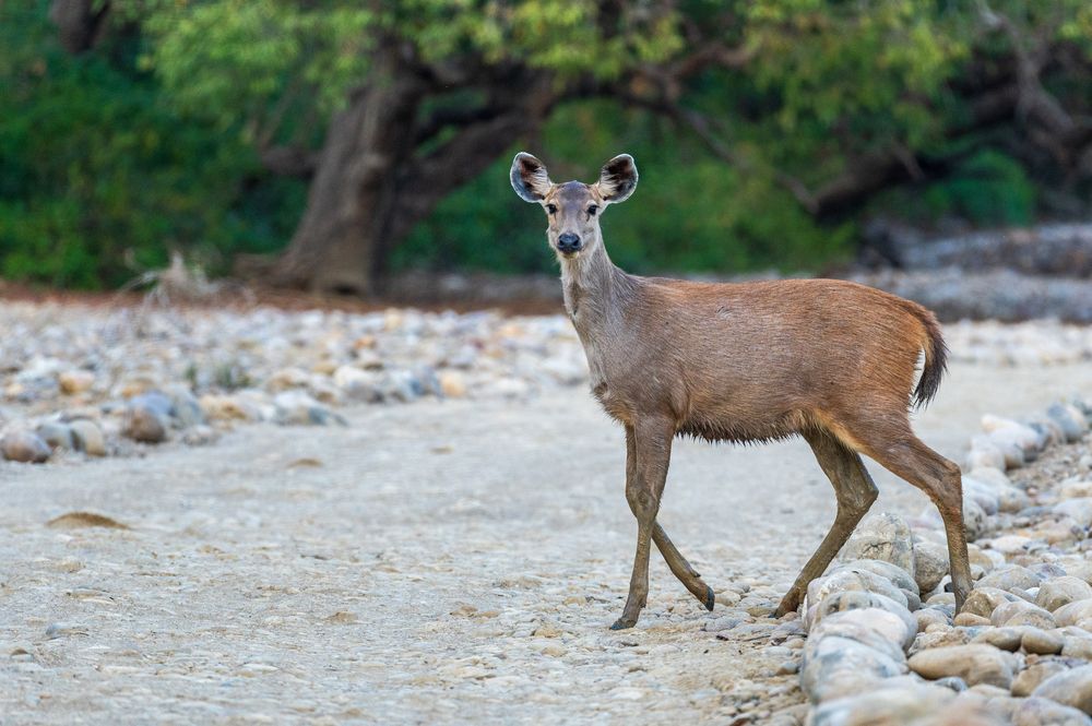 Photograph by Atul Sharma