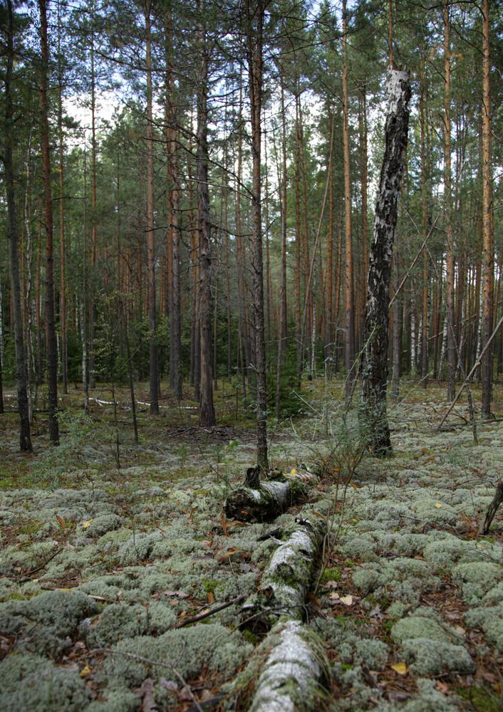 Photograph by Светлана Кавказская