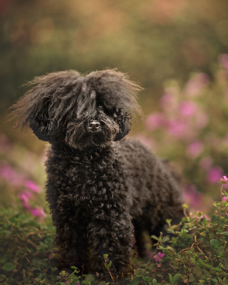 Photograph by Patricia Barros