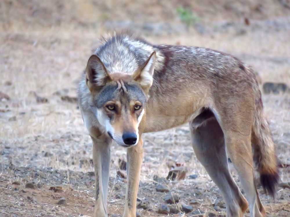 Wolf stares at something from a distance