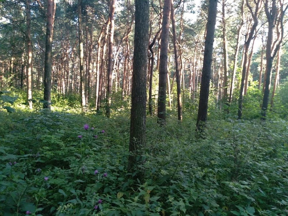 Photograph by Ася Кузьмина