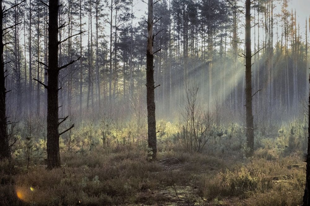 Photograph by Елена Кошелева