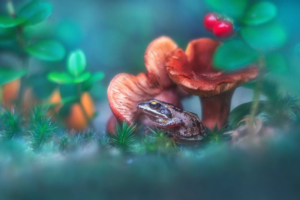 Photograph by Алёна Сурнина