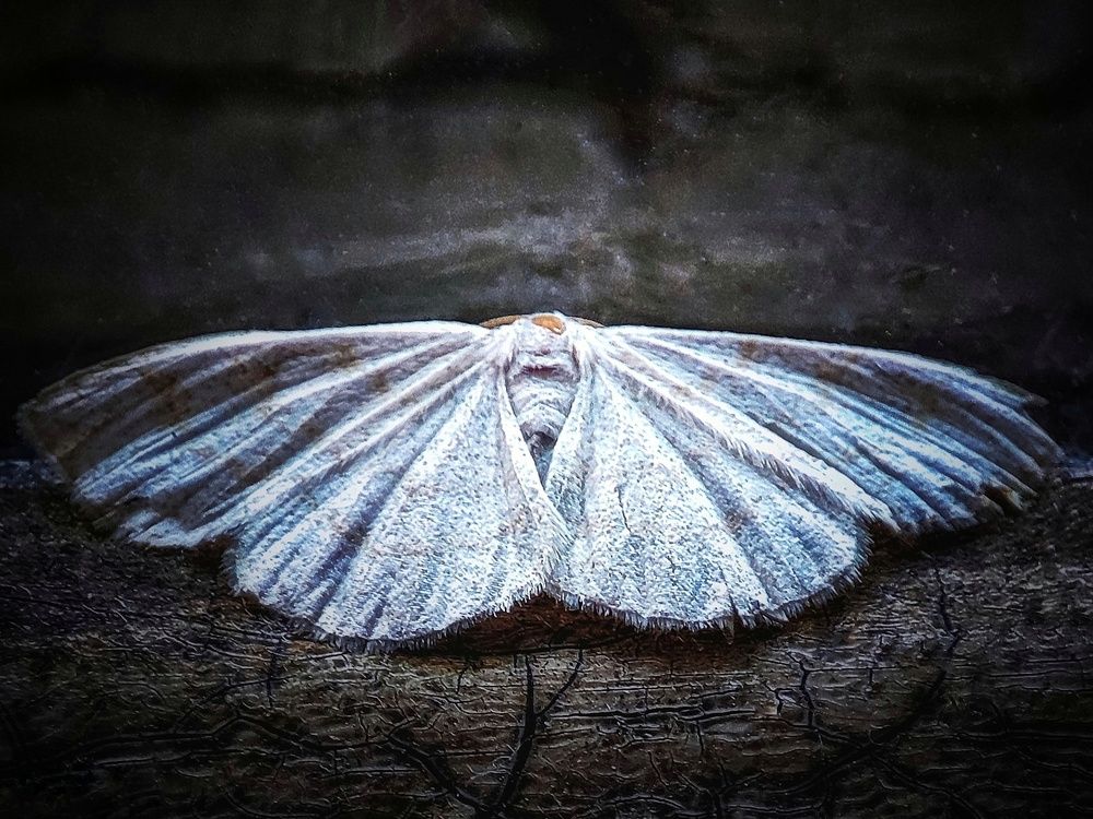 Фотография автора Ольга Маклакова