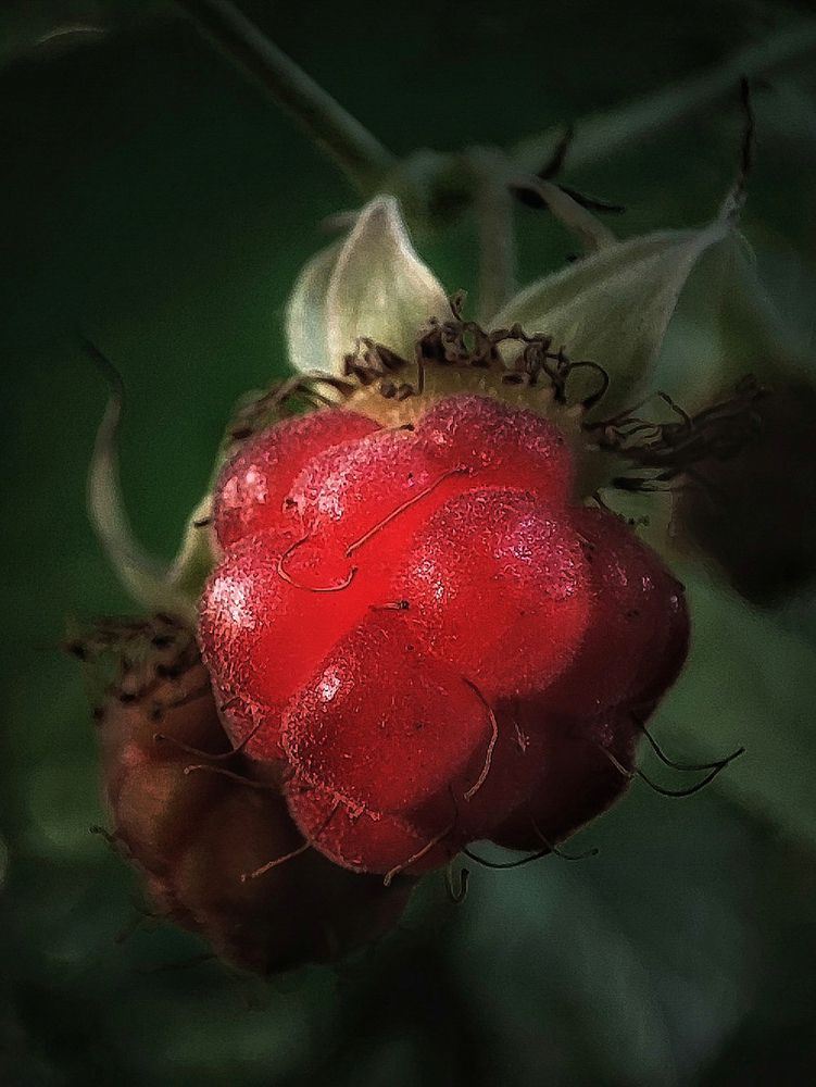 Фотография автора Ольга Маклакова