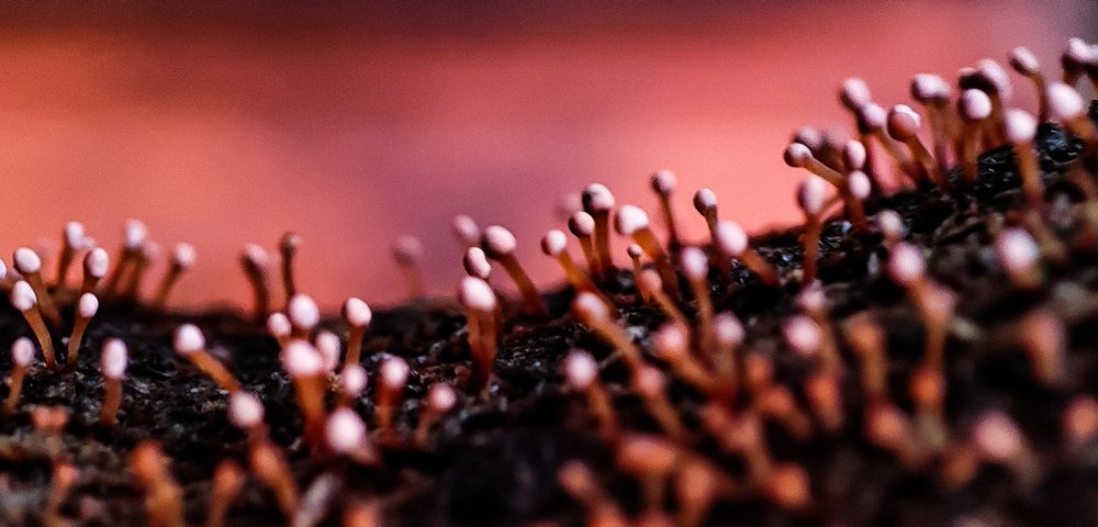 Photograph by Chirantan Batabyal