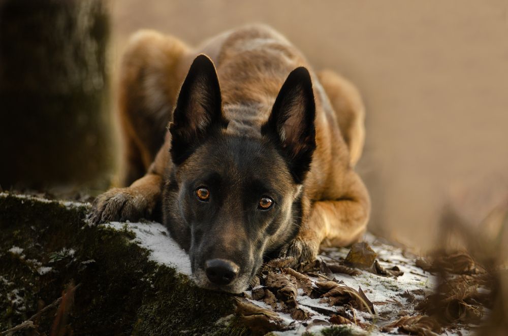 Лесное спокойствие